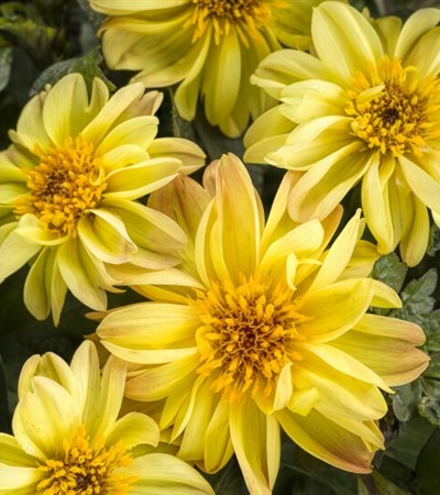 Dahlia Dahlightful® Tupelo Honey